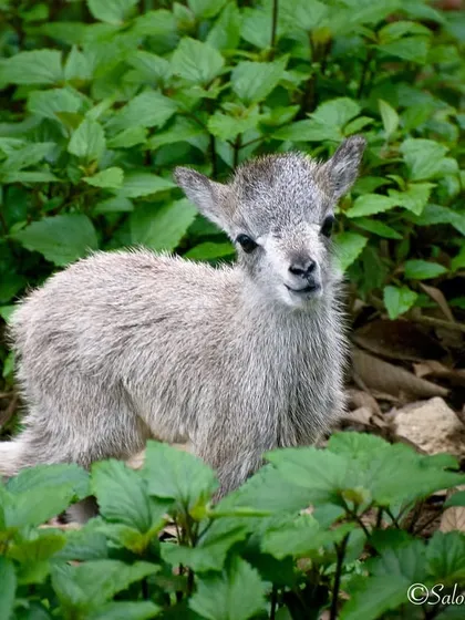 A baby Nilgiri Tahr, an endangered species found in the Western Ghats. This little one, with its fluffy coat and curious expression, represents hope for the future of its species.
