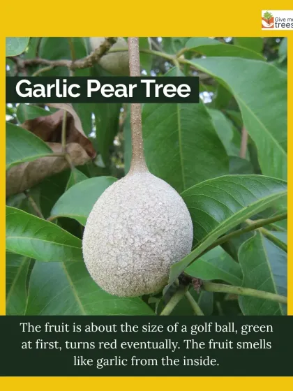 The fruit of the Barna tree, also known as the Garlic Pear Tree. It is about the size of a golf ball and has a unique smell. Learning to identify trees by their fruit, flowers, and leaves is part of our nature education.