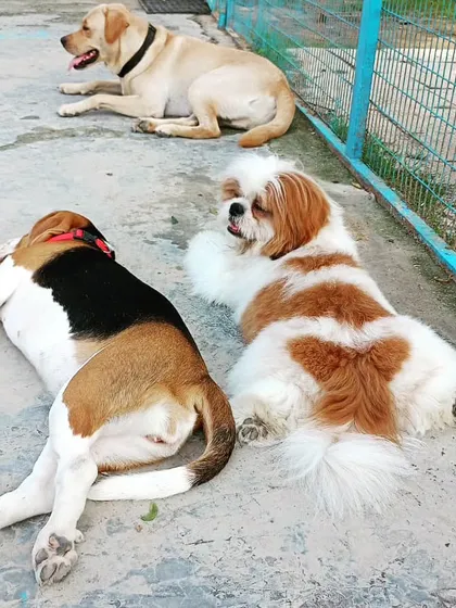 A tired dog is a happy dog. After hours of running, swimming, and socializing, these three friends are ready for a well deserved rest.