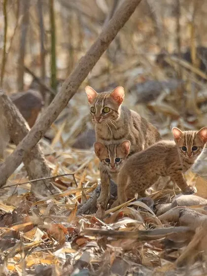 A rare, once-in-a-lifetime sighting of the world's smallest wild cat, the Rusty-Spotted Cat, with her two cubs in broad daylight in Tadoba.