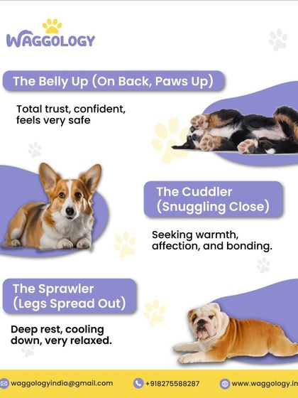 Continuing our guide on sleep positions, this visual covers the 'Belly Up' pose, a sign of total trust, and 'The Cuddler', which shows a desire for affection and bonding.