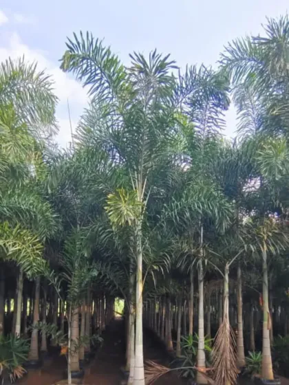 A view down a row of Fishtail Palms, named for their unique jagged-edged leaves. They add a lush, exotic feel to any setting.