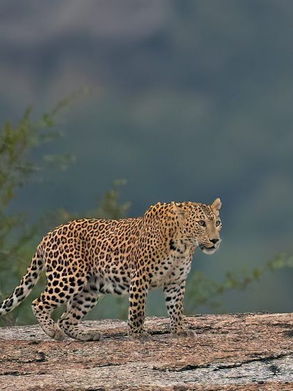 A leopard patrols the granite hills of Jawai. This shot shows the animal in its unique habitat, telling a story about where and how it lives.