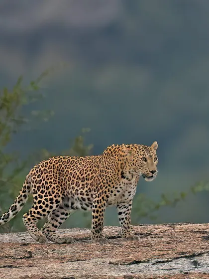 A leopard walks along a rocky outcrop in Jawai, its sleek body silhouetted against the distant hills. This shot showcases the unique landscape these leopards call home.