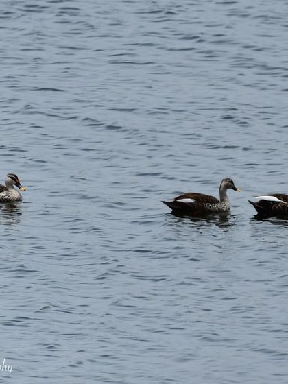 Avian Wonders: A World of Wings photo 27