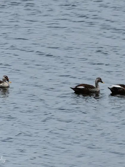 Finally got my ducks in a row! A fun shot of three Indian Spot-billed Ducks swimming in a perfect line on the Juhu lake.