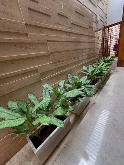 A row of Aglaonema plants in sleek, modern planters. This image is from a routine check-up, where we ensure the plants are healthy and the overall design remains clean and impactful.