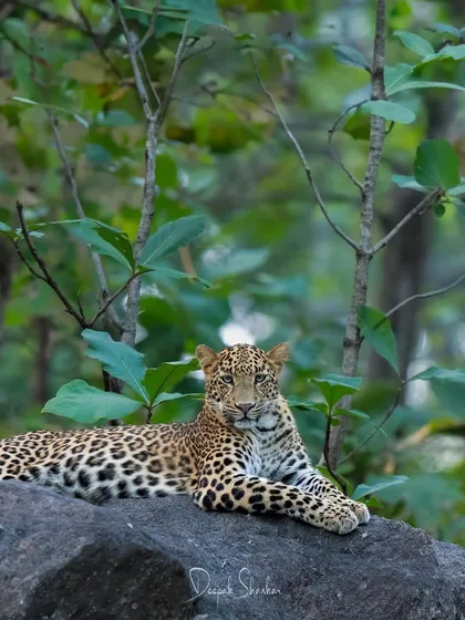 Here you can appreciate the full, graceful form of the leopard as it reclines. It’s a perfect portrait of feline elegance in its natural habitat.