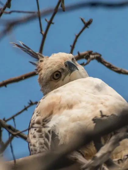 An intense close-up of a Changeable Hawk Eagle, photographed in Tadoba Andhari Tiger Reserve. The sharp detail in its eyes and feathers was achieved using a 500mm telephoto lens, allowing me to capture its powerful gaze from a distance.