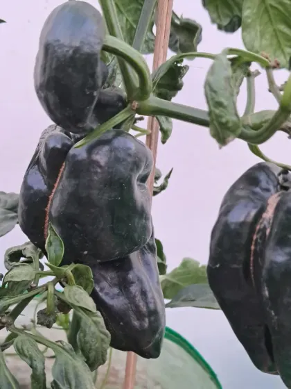 A view of the entire capsicum plant loaded with produce. This is the result of good soil, regular fertilizer, and adequate sunlight.