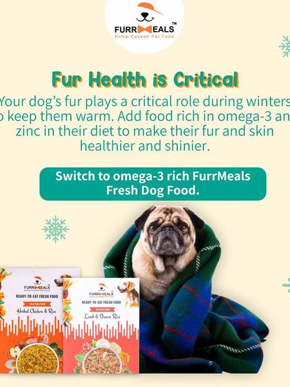 Winter is here! This guide provides my top diet tips for dogs during the colder months, including managing calorie intake, keeping them hydrated, supporting fur health, and using high-protein, low-calorie treats.