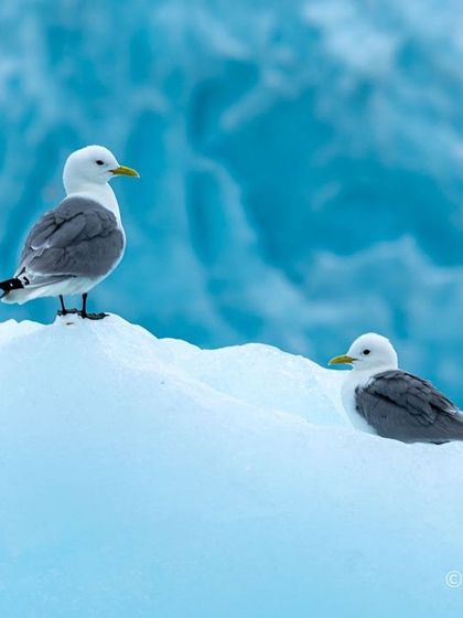 A pair of Black-legged Kittiwakes perched on an iceberg, with the deep blue of a glacier in the background. Thousands of these birds breed on steep cliffs during the Arctic summer.