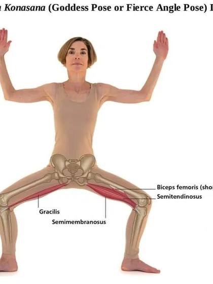This anatomical view of Utkata Konasana (Goddess Pose) shows the engagement of the inner thigh muscles, which are crucial for building strength and stability for labor.