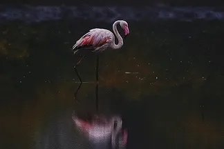 "The Phoenix of the Lake." I waited in the pre-dawn darkness for the first Greater Flamingo to arrive. As the twilight hues painted the sky, this single bird descended, its form reflected perfectly in the still waters of the T.S. Chanakya lake.