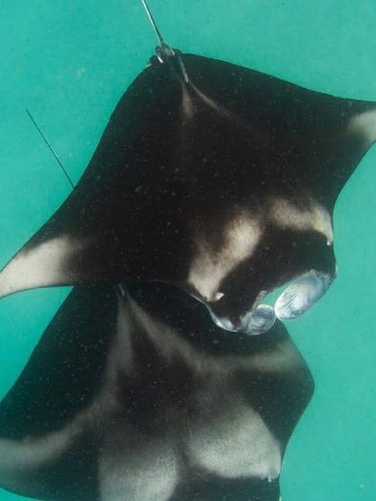 A pair of manta rays in a graceful dance. Did you know you can contribute to conservation by submitting photos of their belly patterns to Manta Trust? You might even get to name one.