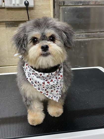 Little Karma, a Shih Apso puppy, looking absolutely adorable after her gentle introductory groom. She was a superstar.