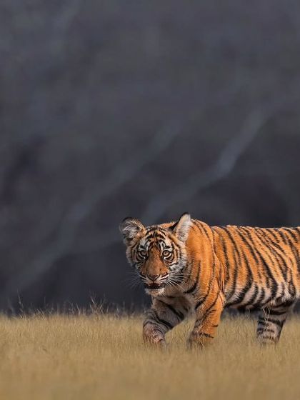 Tigers of India's Jungles photo 26