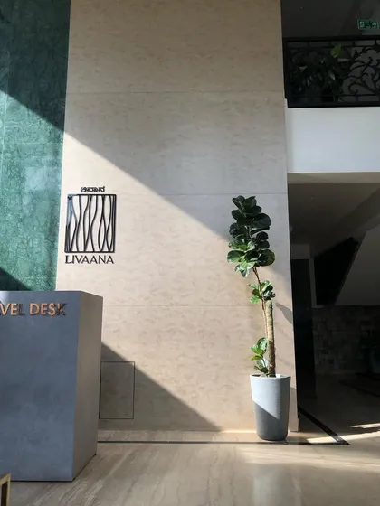 A tall, elegant Fiddle Leaf Fig stands sentinel in the lobby of Livaana luxury apartments. Its vertical form complements the high ceilings and modern architecture, adding a touch of organic luxury to the entrance.