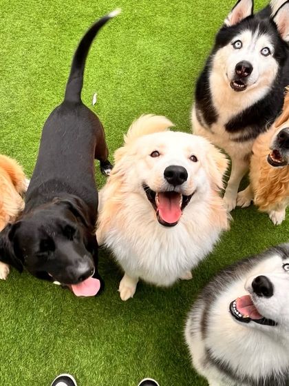 The happy faces of our pack. This is what a well-socialized group of dogs looks like. They are all comfortable and happy together.