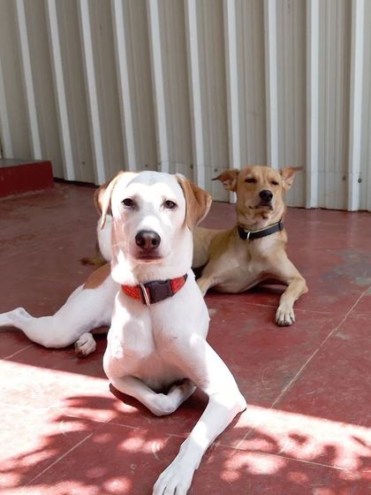 Stay - Dog Daycare Quiet Time & Cozy Naps photo 19