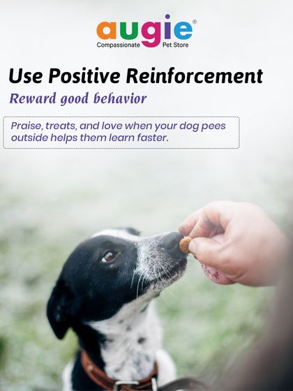 Augie Pets - Pet Supplies Health, Wellness & Pet Care Tips photo 15