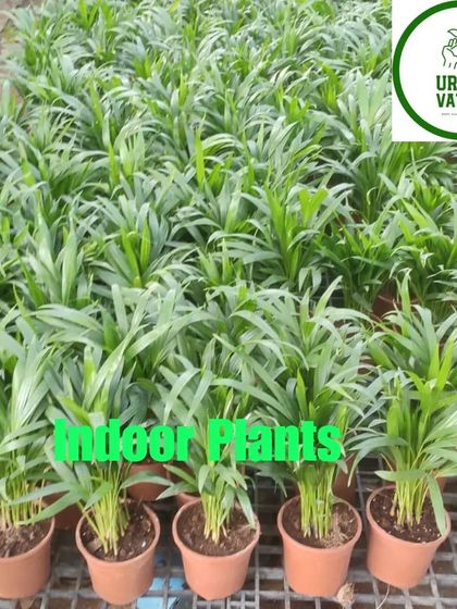 Another view of the Parlor Palms.