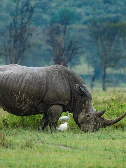 A white rhino grazes peacefully in Lake Nakuru National Park, Kenya. While this individual is calm, the species as a whole is under constant threat from poaching, a story that underlies every rhino photograph.