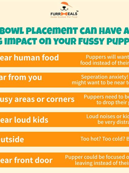 If you have a fussy dog, where you feed them matters. This guide shows how the placement of their food bowl can impact their comfort and willingness to eat, and why a safe, quiet space is so important.