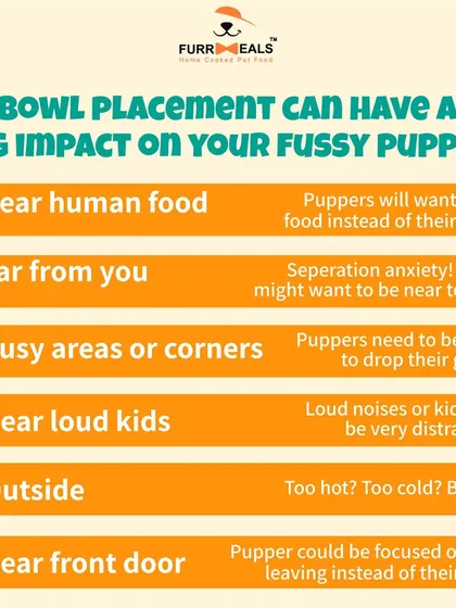 If you have a fussy dog, where you feed them matters. This guide shows how the placement of their food bowl can impact their comfort and willingness to eat, and why a safe, quiet space is so important.