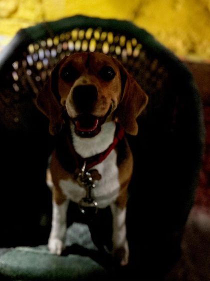 Bella the Beagle looking like a star in her own cinematic photoshoot. I love sending creative and fun photos to pet parents.