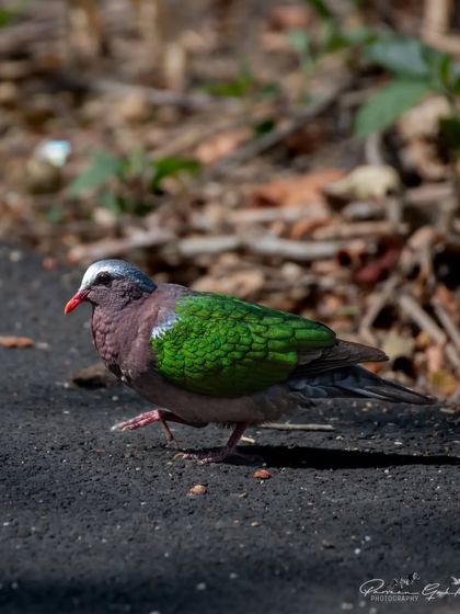 An Emerald Dove walking on a road in Pilibhit, its iridescent green wings shining in the sun.