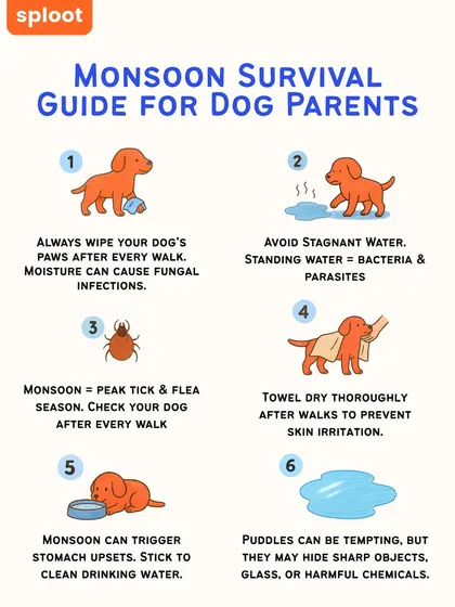 Monsoon season means more fun in the mud, but also more ticks and potential skin issues. This guide gives you six simple tips to keep your dog safe and healthy, like wiping paws after walks and doing regular tick checks.