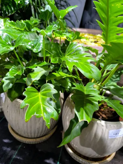 Find your inner peace among the deeply lobed leaves of the Philodendron Xanadu. This plant creates a lush, tropical feel and is relatively easy to care for.