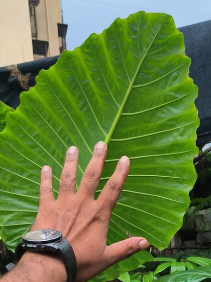 Rare & Collector's Plants photo 20