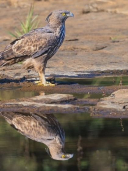 A Changeable Hawk-Eagle stands by a water source in Panna, its reflection perfectly captured in the still water. The clear reflection provides a unique, symmetrical view of this powerful predator.