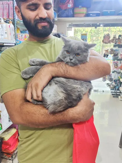 We welcome small breed cats too! This beautiful grey Persian cat is being cuddled by one of our team members, showing the calm and trusting atmosphere we cultivate.