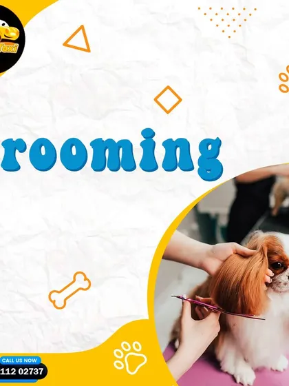 Taking your pet for a grooming session? Let me handle the transport so you can focus on their pampering.