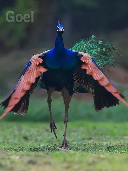 Today is the birth anniversary of the great freedom fighter Netaji Subhas Chandra Bose. The red colour on the peacock's wings reminds me of his famous slogan, "Give me blood, and I will give you freedom." The bird's flight symbolizes the freedom he fought for.