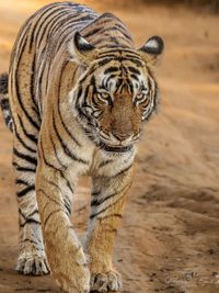 Wildlife & Nature Photography