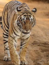 Wildlife Photography Tours