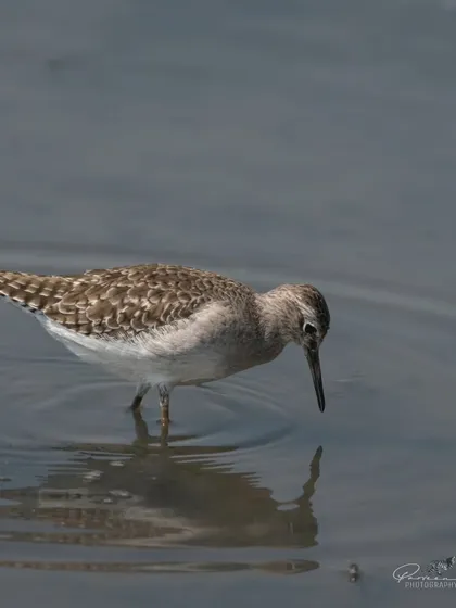 A Wood Sandpiper foraging in the shallow water at Sultanpur National Park.