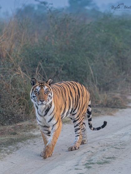 To create a compelling frame, eye contact and an eye-level perspective are essential. This walking tiger, looking straight at the camera, establishes a deep connection with the viewer.