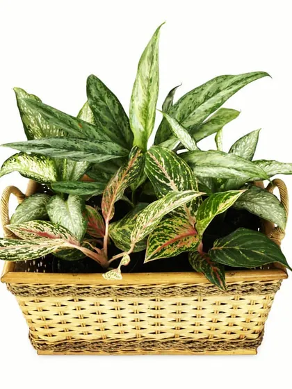 The Lipstick Plant is a wonderful choice for indoor arrangements, known for its cascading green leaves and unique red flowers. It thrives in various light conditions, making it a versatile and beautiful addition to any home or office.