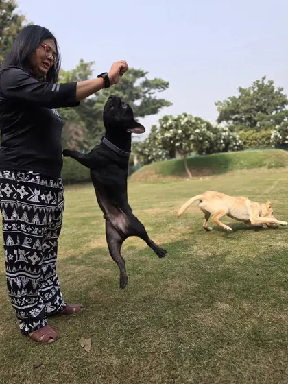 A dynamic action shot showing the French Bulldog's impressive vertical leap while the Labrador runs in the background. Our large lawn provides ample space for all kinds of play.