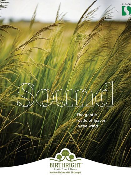 The sense of sound. The gentle rustle of leaves in the wind is nature's soothing soundtrack, a calming presence in any garden.