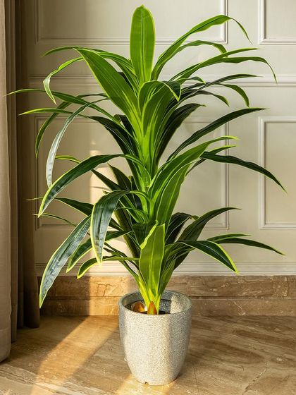 This artificial dracaena plant offers lush, vibrant green leaves with subtle yellow edges. It's a perfect way to add a touch of tropical greenery to your living space, no green thumb required.