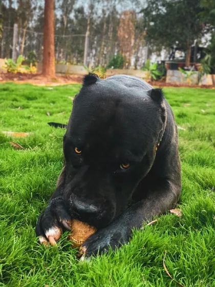 Bane the Pitbull enjoying his toy on the lawn. I provide a safe and accepting environment for all breeds, including misunderstood ones like Pitbulls.