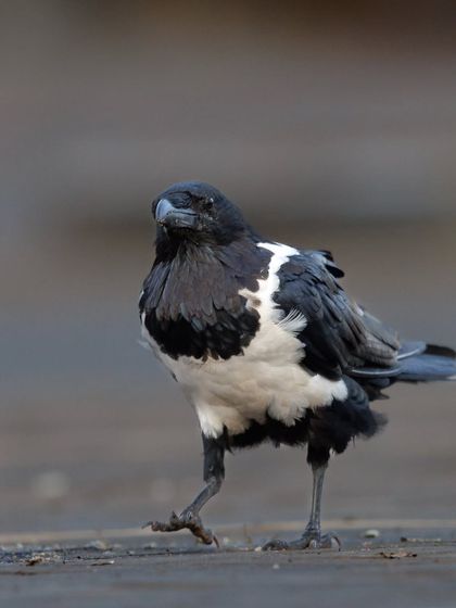 A Pied Crow takes a confident stroll. This intelligent and adaptable bird is a common sight across much of Africa.
