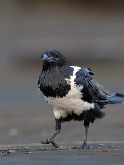 A Pied Crow takes a confident stroll. This intelligent and adaptable bird is a common sight across much of Africa.