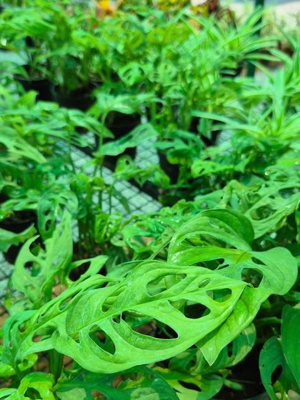 The famous Monstera Adansonii, also known as the Swiss Cheese Plant, is loved for its unique, hole-filled leaves. It's a must-have for anyone looking to add an artistic and tropical vibe to their home.